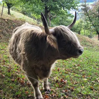 Oberentfelden, Kanton Aargau